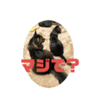 猫1号＆猫2号（個別スタンプ：12）