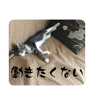 猫1号＆猫2号（個別スタンプ：17）