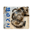 猫1号＆猫2号（個別スタンプ：20）