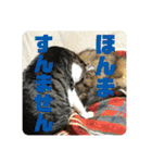 猫1号＆猫2号（個別スタンプ：23）