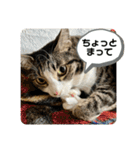 猫1号＆猫2号（個別スタンプ：29）