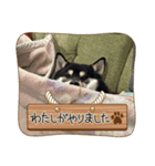 マロすけの日常3（個別スタンプ：3）