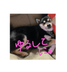 マロすけの日常3（個別スタンプ：9）