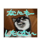 マロすけの日常3（個別スタンプ：14）