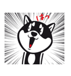 クロシバマニア（個別スタンプ：16）