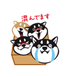クロシバマニア（個別スタンプ：29）