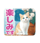 街角のねこさんスタンプ（個別スタンプ：6）