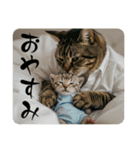 猫ねこネコ！（個別スタンプ：3）
