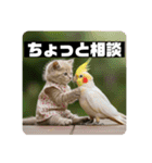 猫ねこネコ！（個別スタンプ：6）