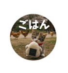 猫ねこネコ！（個別スタンプ：10）