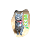 犬兎猫（個別スタンプ：2）