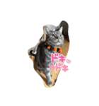 犬兎猫（個別スタンプ：3）
