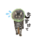 犬兎猫（個別スタンプ：4）