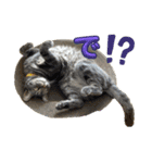 犬兎猫（個別スタンプ：5）