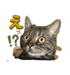 犬兎猫（個別スタンプ：7）