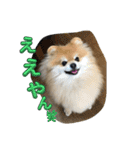 犬兎猫（個別スタンプ：8）