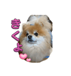 犬兎猫（個別スタンプ：9）