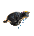 犬兎猫（個別スタンプ：10）