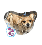犬兎猫（個別スタンプ：11）