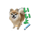 犬兎猫（個別スタンプ：12）