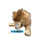 犬兎猫（個別スタンプ：13）