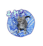 犬兎猫（個別スタンプ：14）
