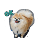 犬兎猫（個別スタンプ：15）