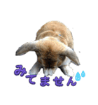 犬兎猫（個別スタンプ：17）