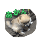 犬兎猫（個別スタンプ：19）