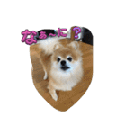 犬兎猫（個別スタンプ：20）
