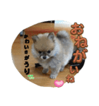 犬兎猫（個別スタンプ：22）