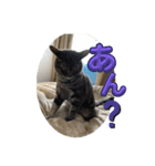 犬兎猫（個別スタンプ：23）