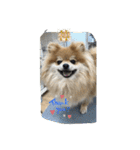 犬兎猫（個別スタンプ：24）
