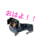 プリラとラニーとリリーの日常会話（個別スタンプ：1）