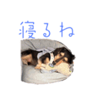 プリラとラニーとリリーの日常会話（個別スタンプ：2）