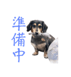 プリラとラニーとリリーの日常会話（個別スタンプ：5）