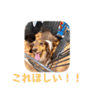 プリラとラニーとリリーの日常会話（個別スタンプ：6）