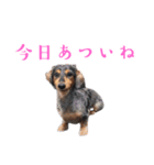 プリラとラニーとリリーの日常会話（個別スタンプ：10）