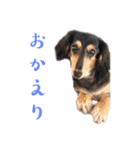 プリラとラニーとリリーの日常会話（個別スタンプ：14）