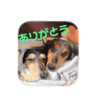 プリラとラニーとリリーの日常会話（個別スタンプ：20）