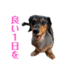 プリラとラニーとリリーの日常会話（個別スタンプ：21）