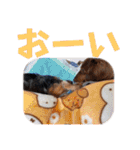 プリラとラニーとリリーの日常会話（個別スタンプ：22）