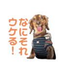 プリラとラニーとリリーの日常会話（個別スタンプ：24）