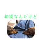 プリラとラニーとリリーの日常会話（個別スタンプ：27）