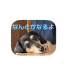 プリラとラニーとリリーの日常会話（個別スタンプ：28）