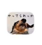 プリラとラニーとリリーの日常会話（個別スタンプ：29）