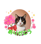 可愛い猫ちゃんのスタンプです。（個別スタンプ：1）