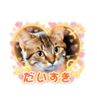 可愛い猫ちゃんのスタンプです。（個別スタンプ：4）