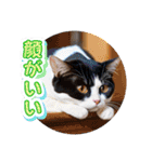 可愛い猫ちゃんのスタンプです。（個別スタンプ：5）