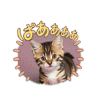 可愛い猫ちゃんのスタンプです。（個別スタンプ：12）